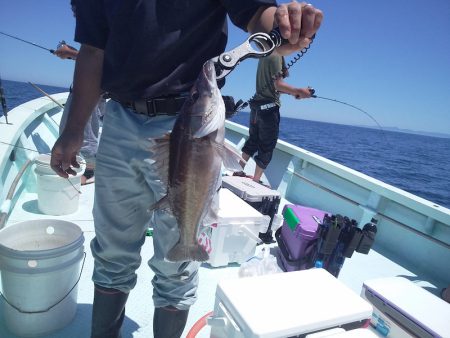 ひな丸 釣果