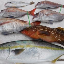 JDI Racing シールズマリンレジャー 釣果