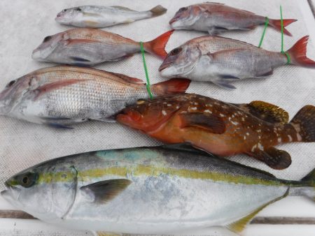 ＪＤＩ　Ｒａｃｉｎｇ　シールズマリンレジャ…