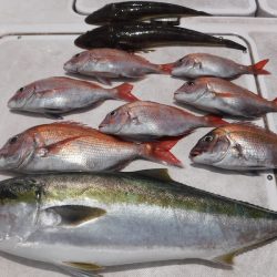 JDI Racing シールズマリンレジャー 釣果