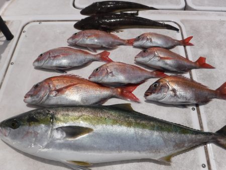 JDI Racing シールズマリンレジャー 釣果