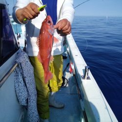 ひな丸 釣果