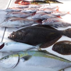 JDI Racing シールズマリンレジャー 釣果