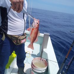 ひな丸 釣果