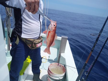 ひな丸 釣果
