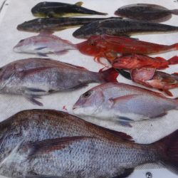 JDI Racing シールズマリンレジャー 釣果