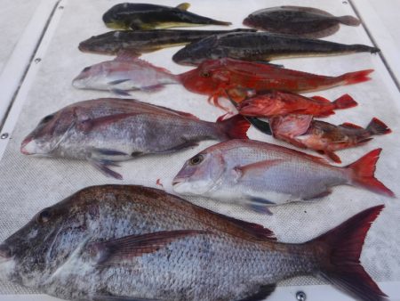 JDI Racing シールズマリンレジャー 釣果