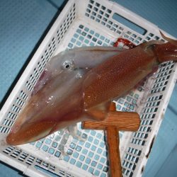 BlueNote Fishing Taxi 釣果