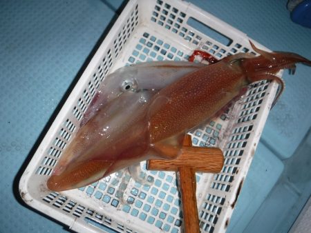 BlueNote Fishing Taxi 釣果