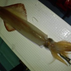 BlueNote Fishing Taxi 釣果