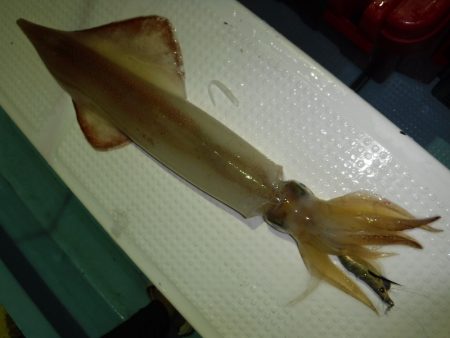 BlueNote Fishing Taxi 釣果