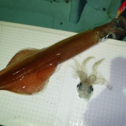 BlueNote Fishing Taxi 釣果