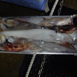 BlueNote Fishing Taxi 釣果