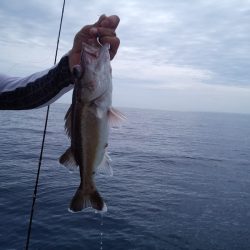 ひな丸 釣果