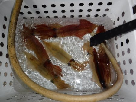 ＢｌｕｅＮｏｔｅ　Ｆｉｓｈｉｎｇ　Ｔａｘｉ…