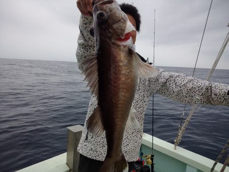 ひな丸 釣果
