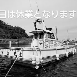 宮島丸 釣果