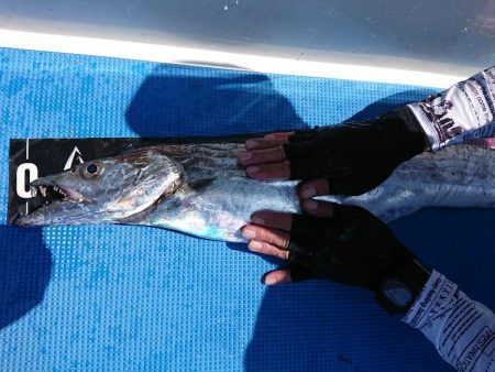 深川 吉野屋 釣果