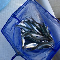 Fisherman Dreams DI 釣果