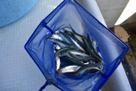 Fisherman Dreams DI 釣果