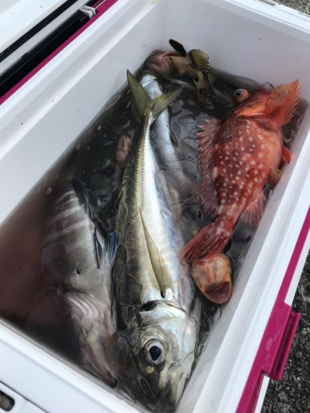 もと明丸 釣果