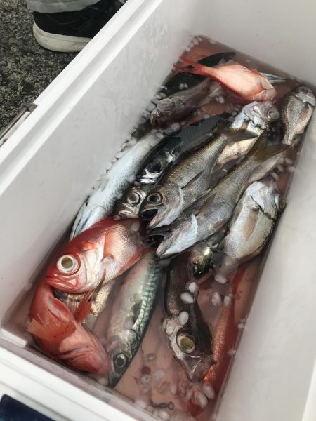 もと明丸 釣果