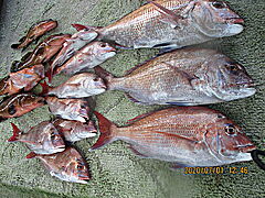 遊漁船 未紗奈 釣果