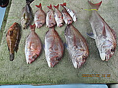 遊漁船 未紗奈 釣果