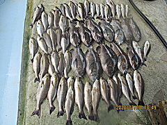 遊漁船 未紗奈 釣果