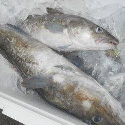 こうゆう丸 釣果