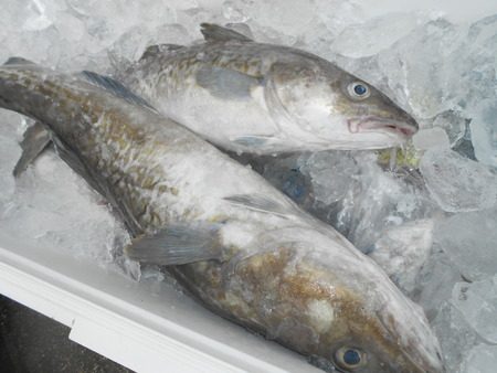 こうゆう丸 釣果