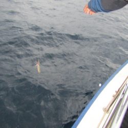 ジギング船 BLUEWATER 釣果