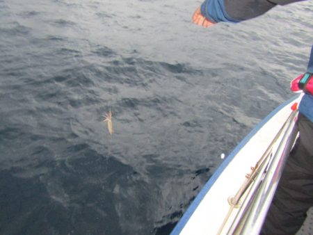 ジギング船 BLUEWATER 釣果