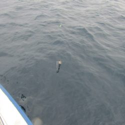 ジギング船 BLUEWATER 釣果