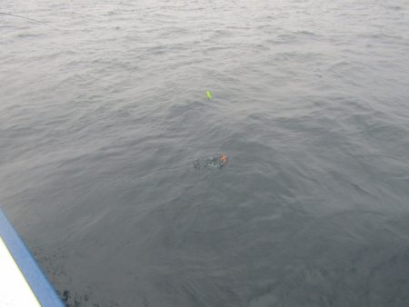 ジギング船 BLUEWATER 釣果