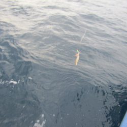 ジギング船 BLUEWATER 釣果