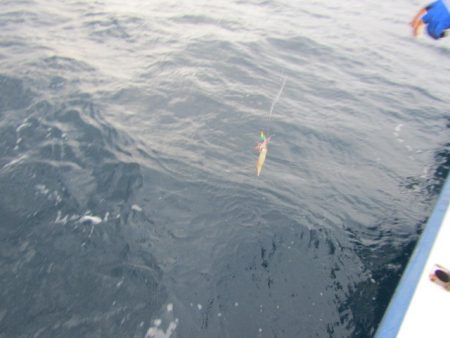 ジギング船 BLUEWATER 釣果