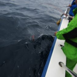 ジギング船 BLUEWATER 釣果