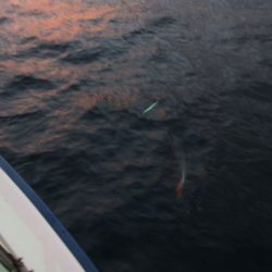 ジギング船 BLUEWATER 釣果