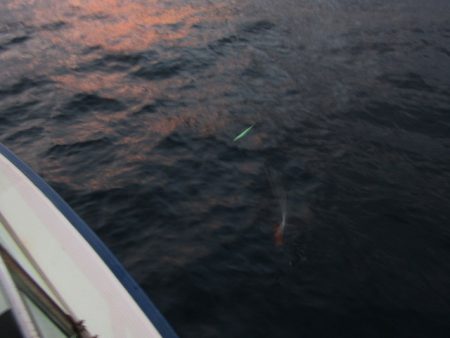 ジギング船 BLUEWATER 釣果