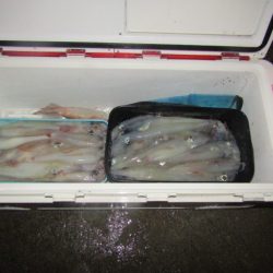 ジギング船 BLUEWATER 釣果