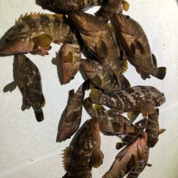 Magic（マジック） 釣果