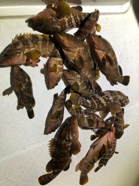 Magic（マジック） 釣果