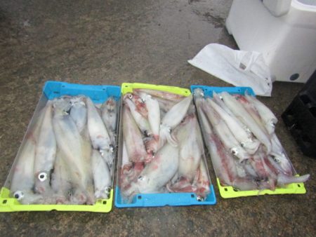 ジギング船 BLUEWATER 釣果