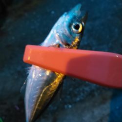 浜名湖 アジング