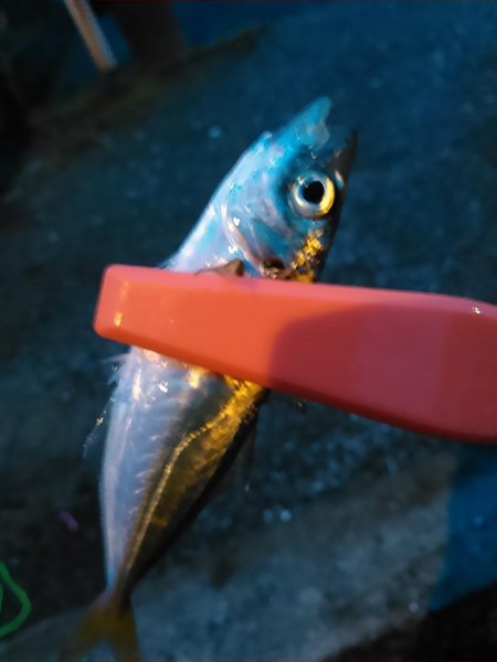 浜名湖　アジング