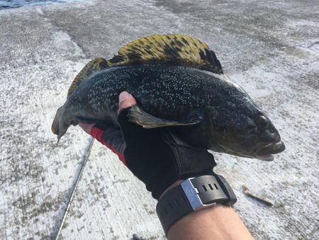 ロックフィッシュ