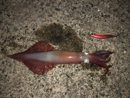 ダイケンキャッチ