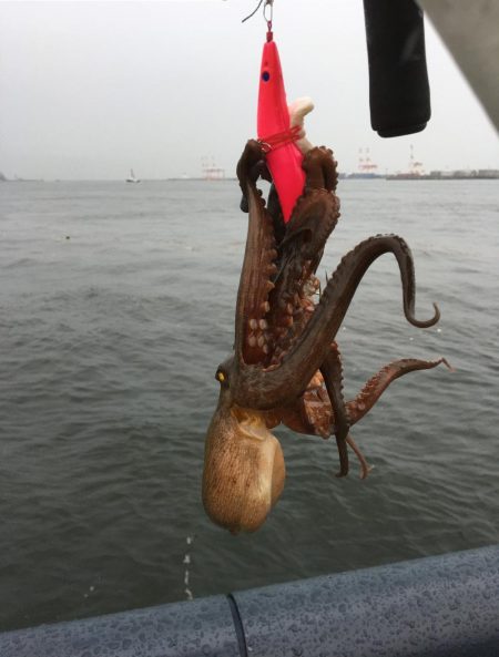 短時間勝負！タコ釣り