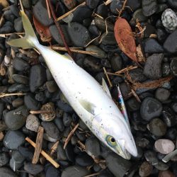 朝まずめサーフ